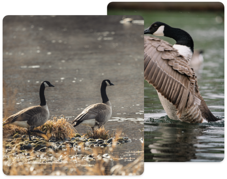 Public Hunting & Fishing Yakama Nation Wildlife Resource Management